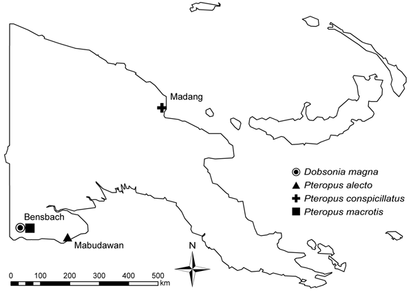 Location and species of bats collected for study of henipavirus and rubulavirus antibodies in pteropid bats, Papua New Guinea, June 2008.
