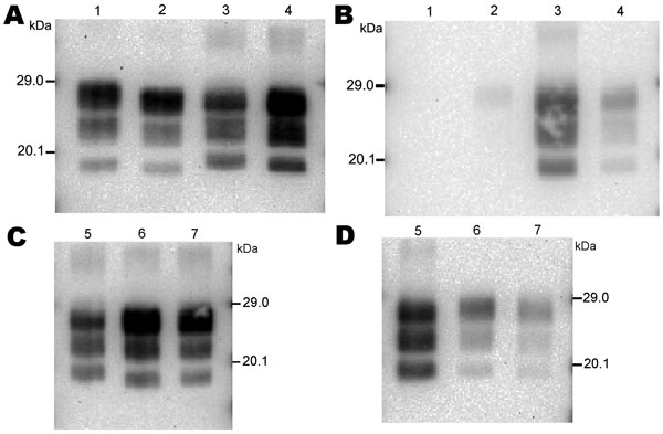 Immunoblots obtained for reference brain samples by discriminatory Western blot method. The first membrane (A, B) was probed with Bar233 antibody. The second membrane (C, D) was probed with monoclonal antibody P4. The 2 immunoblots were loaded with a natural classical bovine spongiform encephalopathy (BSE) isolate (lane 1); an isolate from a sheep experimentally infected with classical BSE 4 (SB1, lanes 2, 6); 2 sheep-passaged scrapie isolates (SSBP/1, lanes 3, 5; CH1641, lane 4); and an isolate