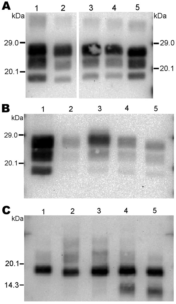 Western blot analysis of protease-resistant prion protein in 2 goat isolates (CH636, lane 3; 08-357, lane 4) detected by Bar233 (A), P4 (B), and SAF84 (C) antibodies. These samples were compared with an isolate from a goat naturally infected with scrapie (lane 1); an isolate from a goat experimentally infected with classical BSE (CH41x76, lane 2); and a sheep-passaged scrapie isolate (CH1641, lane 5). Samples in panel C were deglycosylated with peptide N-glycosidase F before Western blot analysi