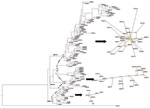 Thumbnail of European bat lyssavirus 1 (EBLV-1) phylogenetic reconstruction based on the first 400 bp of the nucleoprotein gene. The tree was obtained by Bayesian inference run for 107 generations; trees were sampled every 100 generations. The first 25% of trees were excluded from the analysis as burn-in. Black numbers indicate posterior probabilities. Bootstrap supports after 1,000 replicates for each node are also shown for maximum-parsimony (green numbers) and maximum-likelihood (blue numbers