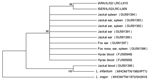 Thumbnail of Neighbor-joining tree phylogram comparing internal transcribed spacer 1 (ITS1) Leishmania tropica DNA sequences from wild canids, Israel. The neighbor-joining tree constructed in MEGA version 3.0 (www.megasoftware.net) by the ITS1 HRM PCR sequences (222–239 nt) agrees with the maximum-likelihood algorithm. The tree shown is based on the Kimura 2-parameter model of nucleotide substitution. Bootstrap values are based on 1,000 replicates. The analysis provided tree topology only; the l
