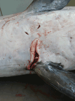 Thumbnail of Longitudinal ulcer between flippers of a harbor porpoise (Phocoena phocoena) with Brucella ceti infection, Belgium, 2008.