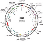 Thumbnail of Circular map of plasmid pCT. Open reading frames are color coded as follows: brown, pseudogenes; orange, hypothetic proteins; light pink, insertion sequences; light blue, tra locus; green, pil locus; dark pink, antimicrobial drug resistance gene; yellow, putative sigma factor; red, replication-associated genes. Arrows show the direction of transcription. pCT, IncK plasmid.