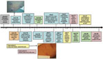 Thumbnail of Timeline of the vaccinia cluster, Maryland, USA, 2008. The photo of case-patient 1’s skin lesions was taken on ≈day 8 of illness (courtesy of R. Reddy). The photo of case-patient 2’s skin lesions was taken ≈3 weeks after lesion onset (courtesy of K. Russo). Blue shading, case-patient 1; yellow shading, case-patieint 2; green shading, case-patient 3. CDC, Centers for Disease Control and Prevention; Ig, immunoglobulin; DHMH, Department of Health and Mental Hygiene.