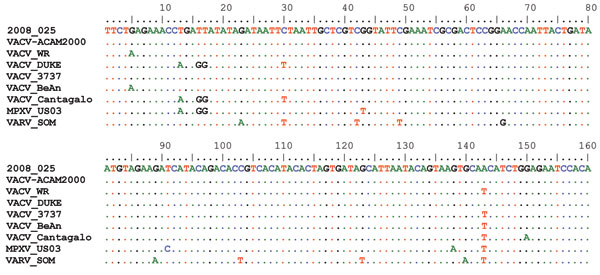 Partial DNA sequence alignment of the hemagglutinin gene. Case-patient 1’s isolate sequence is displayed at the top (2008–025). Dots in the alignment indicate identical nucleotides at that position. The reference sequences shown: current smallpox vaccine strain (VACV_ACAM2000), a commonly used laboratory vaccinia strain (VACV_WR), Dryvax vaccinia strains (VACV_Duke and VACV_3737), natural Brazilian vaccinia isolates (VACV_BeAn and VACV_Cantagalo), a 2003 US monkeypox outbreak isolate (MPXV_US03)