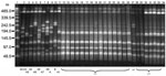 Thumbnail of Pulsed-field gel electrophoresis (PFGE) patterns of SmaI-restricted chromosomal DNA of Streptococcus pyogenes emm44 strains. Lane 1, Bacteriophage Lambda ladder PFGE Marker (New England Biolabs Inc., Beverly, MA, USA); lanes 2–11, PFGE patterns 44-A2, 44-A3, 44-A4, 44-A5, 44-A6, 44-A7, 44-A8, 44-A, 44-B, and 44-A1 of emm44 unrelated control strains; lanes 12–26 and 28–34, 22 identical 44-A1 PFGE patterns shared by the tetracycline-resistant outbreak isolates; lane 27, PFGE pattern 4