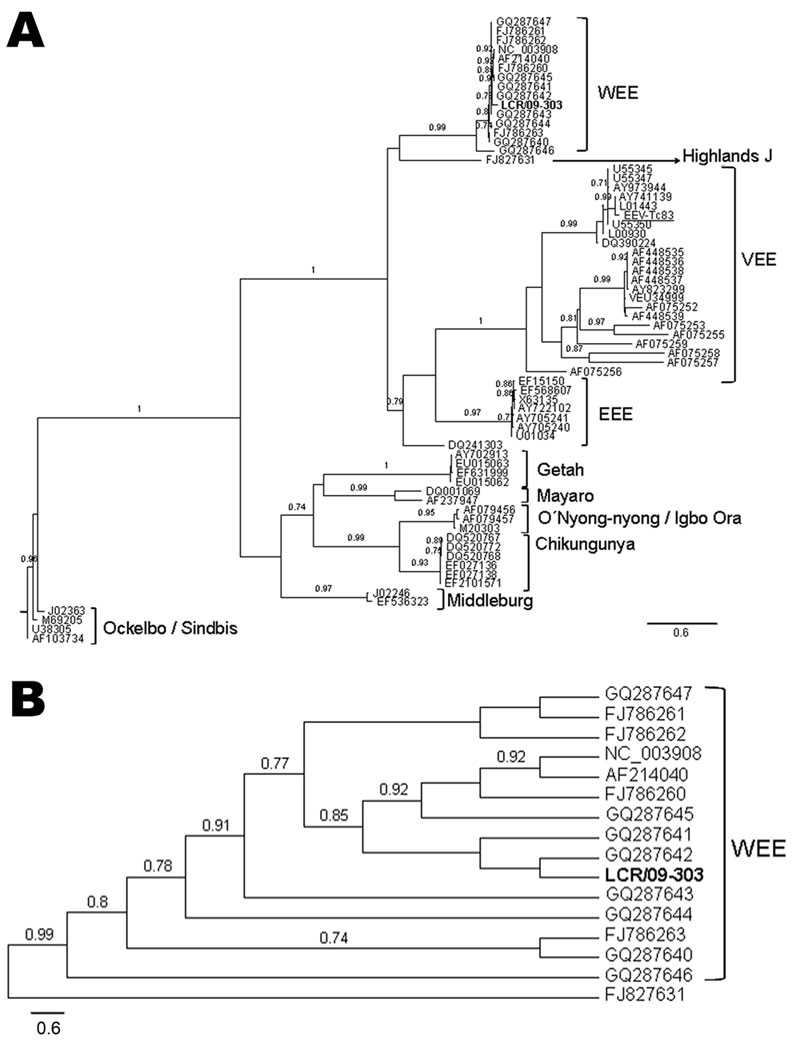 A) Phylogenetic tree obtained by maximum likelihood analysis of sequences corresponding to the alphavirus NSP4 gene. Alignment used in the analysis had 448 bp and was conducted by using BioEdit software version 7.0.9.0 (www.mbio.ncsu.edu/BioEdit/BioEdit.html). Estimation of the suitable model of nucleotide substitution was carried out by using Modelgenerator (http://bioinf.may.ie/software/modelgenerator). Phylogenetic analysis was run on the PhyML web server (www.atgc-montpellier.fr/phyml), with