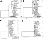 Thumbnail of Phylograms indicating genetic relationships of partial or complete nucleotide sequences of A) nonstructural protein 2 (NSP2), B) NSP3, C) NSP4, and D) NSP5 of bat rotavirus strain Bat/KE4852/07 (boldface) from Kenya with representatives of known human and animal rotavirus genotypes. Posterior probability values are indicated at each branch node. Scale bars indicate nucleotide substitutions per site. GenBank accession numbers of all strains used are listed in the Technical Appendix.