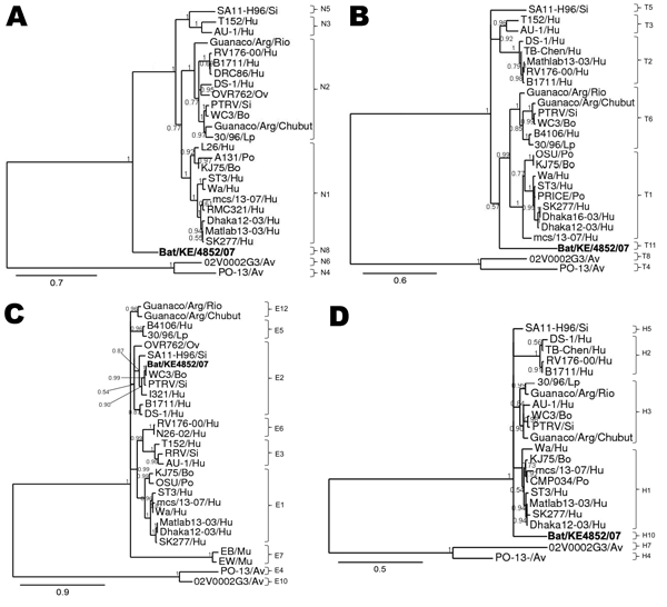 Phylograms indicating genetic relationships of partial or complete nucleotide sequences of A) nonstructural protein 2 (NSP2), B) NSP3, C) NSP4, and D) NSP5 of bat rotavirus strain Bat/KE4852/07 (boldface) from Kenya with representatives of known human and animal rotavirus genotypes. Posterior probability values are indicated at each branch node. Scale bars indicate nucleotide substitutions per site. GenBank accession numbers of all strains used are listed in the Technical Appendix. Genotypes of
