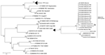 Thumbnail of Phylogenetic tree based on the sequences of Alkhurma hemorrhagic fever virus E gene amplicon (amplicon size, 516 bp; position in reference AF331718, nt 1398–1913),obtained from acute-phase serum samples from a patient who had traveled to Egypt (open arrow) with respect to other flaviviruses. Sequences are identified by name and GenBank accession number. The phylogenetic tree was constructed by nucleotide alignment, the Kimura 2-parameter algorithm, and the neighbor-joining method im