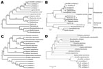 Thumbnail of Molecular phylogeny of 4 Armillifer amillatus specimens based on partial 18S rRNA and partial cytochrome c oxidase (cox) gene sequences. Panels A and C show cladograms based on maximum-likelihood (ML); panels B and D show minimum-evolution (ME). In the cladograms, the approximate likelihood ratios are given next to the branches to indicate the statistical support for the respective branches. In panels B and D, the percentage of replicate trees in which the associated taxa clustered