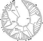 Thumbnail of Distribution of human rhinovirus (HRV) and human enterovirus (HEV) sequences used for primer pair studies. The HRV and HEV genotypes from the testing panel (indicated by filled circles) were aligned with the central 154 nt of the 5′ untranslated region (UTR) region of all complete HRV genomes and poliovirus-1. HRV-Ca and HRV-Cc refer to HRV-Cs with 5′ UTR sequences that have phylogenetic origins from either HRV-As or HRV-Cs, respectively. The tree was constructed by neighbor joining