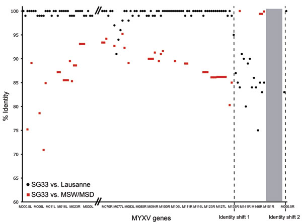 Schematic comparison of SG33 nucleic acid similarities with Lausanne and California MSD/MSW myxoma virus (MYXV) strains. Nucleotide identities were calculated between SG33 and Lausanne open reading frames and between MSW available sequences and the corresponding SG33 sequences. Dotted lines, SG33 vs. Lausanne and MSD/MSW identity shifts. Gray box, SG33 deletion.