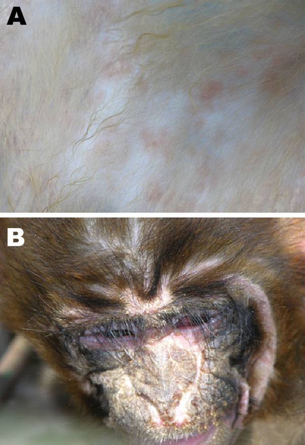 Canine distemper virus signs in rhesus monkeys at necropsy. A) Rash; B) suppurative conjunctivitis.