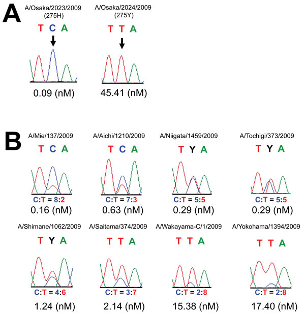 The relationship between sequence wave patterns and 50% inhibitory concentration (IC50) values of representative oseltamivir-susceptible (OS) and oseltamivir-resistant (OR) pandemic (H1N1) 2009 viruses and mixed viruses. A) Neuraminidase (NA) sequences and IC50 values of OS- (A/OSAKA/2023/2009, 275H) and OR pandemic (H1N1) 2009 (A/OSAKA/2024/2009, 275Y). The codon TCA (amino acid H at position 275 in NA protein) of OS pandemic (H1N1) 2009 changed to TTA (Y) in OS pandemic (H1N1) 2009 (arrow). Al