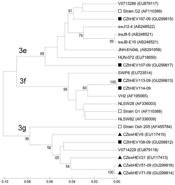 Phylogenetic tree constructed with MEGA version 3.1 software (www.megasoftware.net) by using the neighbor-joining method with 1,000 replication in bootstrap test based on 242-bp–long sequences within open reading frame 1 (OFR1) of hepatitis E virus (HEV) isolates and only bootstrap values (percentages) &gt;50 are indicated on the tree. Key: ■, sequences originating from 5 Czech patients; □, representatives of genotype 3 subtypes: 3e (strain G2), 3f (strain G1), and 3g (strain Osh 205); and the 5