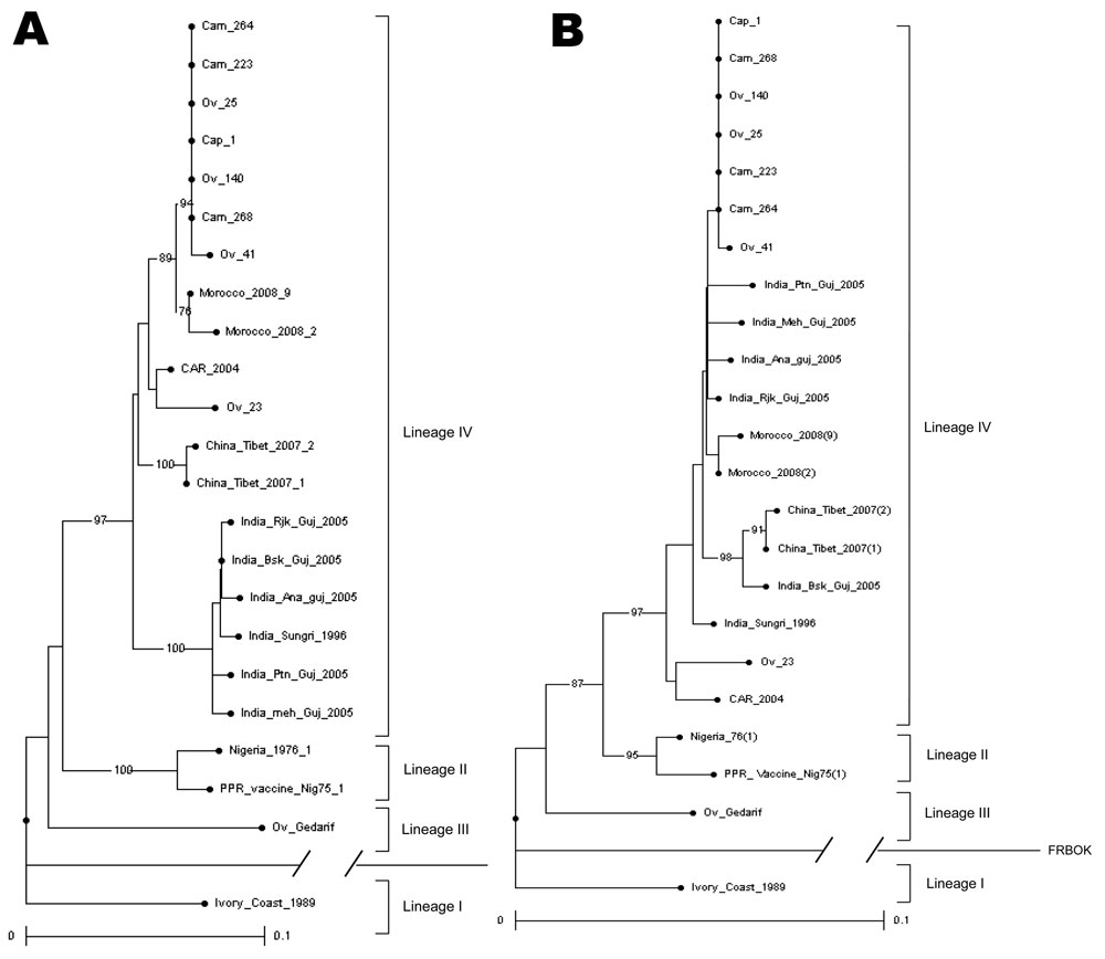 Phylogenetic analysis of the 3′ end nucleotide sequence of the N protein gene (A) and of the 777–1148 nt sequence of the F protein gene (B) of 11 peste des petits ruminant (PPR) virus samples selected from 2 lineage IV clusters and from lineage III as defined in Figure 1. Other designated strains were as published (10,20–22). The phylogram was generated by analyzing 1,000 bootstrap replicates; clusters were supported by bootstrap percentages &gt;70%. Strains from Sudan are represented by prefixe