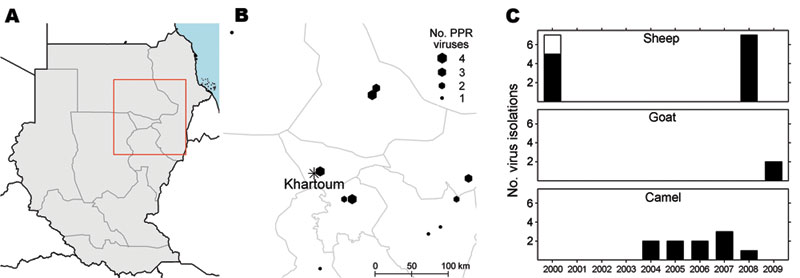Distribution of samples positive for peste des petits ruminant (PPR) virus by reverse transcription PCR in Sudan for which lineage identification could be done, Sudan. A) Location of samples (red box) in Sudan. B) Locations and numbers of positive samples. C) Time distribution of virus isolations, by animal species.