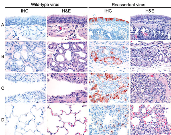 Examples of virus antigen expression and severity of lesions in different tissues of the lungs of ferrets. A) Bronchial surface; B) bronchial submucosal gland; C) bronchiole; D) alveolus. Two of 3 ferrets inoculated with wild-type pandemic (H1N1) 2009 virus had neither virus antigen expression (first column) nor associated lesions (second column) in the lung at day 3 postinoculation. In contrast, all 3 ferrets inoculated with reassortant pandemic (H1N1) 2009–seasonal influenza (H3N2) virus neura