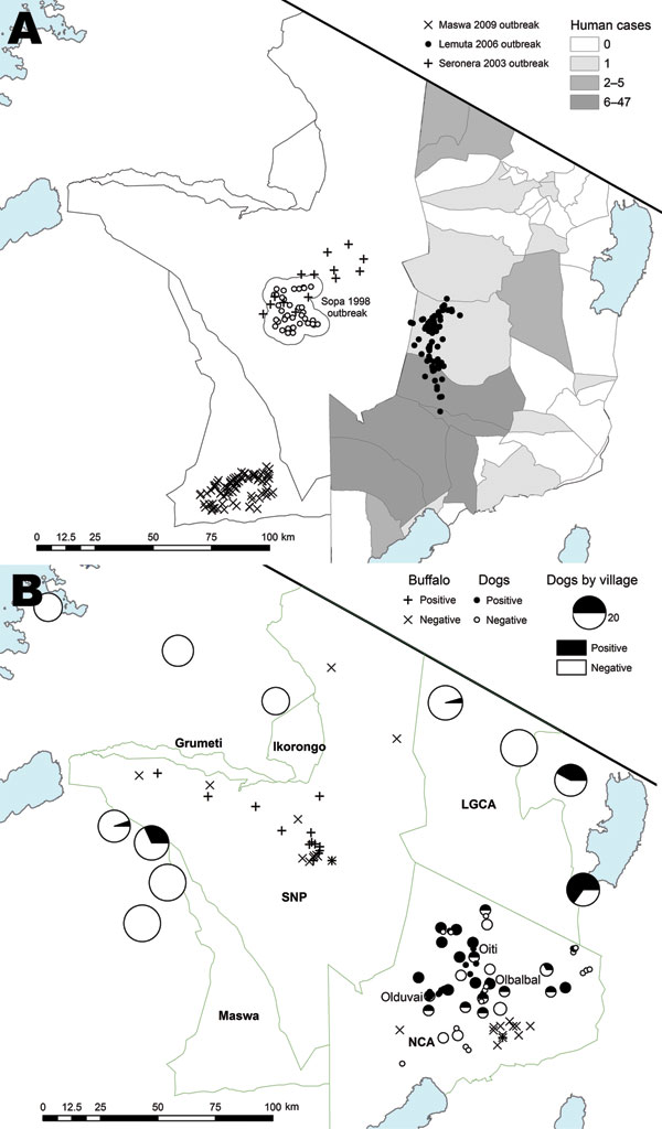 Anthrax cases and exposure to anthrax in the study area, Tanzania. Blue areas indicate lakes. A) Location of wildlife carcasses during anthrax outbreaks. Shaded areas indicate regions where human anthrax cases were reported during 1995–2008. Exact locations of carcasses obtained during the Sopa 1998 outbreak were not available; open circles indicate area where 549 probable cases and 67 suspected cases were detected. For the Seronera 2003 outbreak, locations of cases were randomized within a 10-k