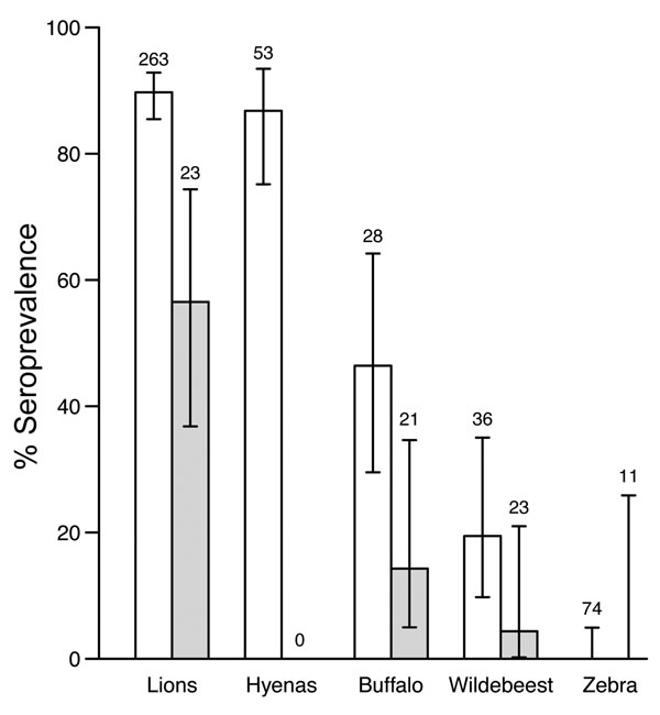 Seroprevalence of anthrax in sampled wildlife populations from Serengeti National Park (white bars) and Ngorongoro Crater (gray bars), Tanzania, 1996–2009. Error bars indicate 95% confidence intervals. Sample sizes used to calculate seroprevalence are indicated above the bars. Hyenas were not sampled in Ngorongoro Crater. Seropositive zebras were not detected; error bars indicate 95% confidence intervals based on a binomial distribution of the sample size and the seropositivity range that can be