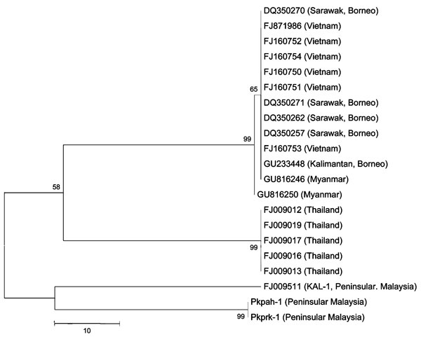 Phylogenetic trees based on nucleotide sequences of small subunit rRNA of Plasmodium knowlesi isolates from Peninsular Malaysia (Pkpah-1, Pkprk-1, KAL-1) and surrounding regions (denoted by GenBank accession nos.). The tree was constructed by using the maximum-parsimony method. The percentage of replicate trees in which the associated isolates cluster together in the bootstrap test (10,000 and 1,000 replicates, no differences were observed) is shown next to the branches. Phylogenetic analysis wa