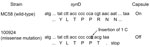 Thumbnail of Genetic basis for the Neisseria meningitidis strain that cannot be placed in a known serogroup. A predicted slipped-strand mispairing occurred within synD, which encodes the serogroup B sialyltransferase. In wild-type N. meningitidis serogroup B (MC58), the synD polyC tract contains 7 C residues, and capsule is expressed. When an insertion (as in isolate 100924) of 1 C residue occurs, a result of local denaturation and mispairing followed by replication or repair, a premature stop c