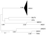 Thumbnail of Phylogenetic analysis between Oropouche virus (OROV) (N gene: 693 nt) and homologue sequences of different viruses that belong to the Simbu group. AINOV, Aino virus; AKAV, Akabane virus; TINV, Tinaroo virus; BUTV, Buttonwillow virus; FPV, Facey’s Paddock virus; MERV, Mermet virus; INGV, Ingwavuma virus. The numbers above each main node correspond to bootstrap values for phylogenetic groups. Scale bar indicates 10% genetic divergence.