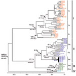 Thumbnail of Phylogenetic tree based on the complete nucleotide (nt) sequence of the N gene (693 nt) of 96 Oropouche virus (OROV) strains isolated from different hosts, locations, and periods. The main phylogenetic groups are represented by genotypes I (red), II (dark blue), III (green), and IV (light blue). The values above the main nodes represent the dates of emergence of common ancestors, expressed in years before 2009. The arrows indicate the probable date of emergence of genotypes I, II, I