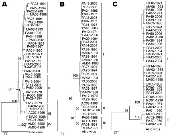 Phylogenetic analysis of 36 Oropouche virus strains: A) N gene (693 nt), B) Gn gene (644 nt), and C) large (L) gene (634 nt), showing different topologies. Bootstrap values obtained by using maximum parsimony and neighbor-joining methods are placed over each main node of the tree corresponding to the phylogenetic groupings. The arrow indicates the exact position of the bootstrap value in the tree. Scale bars indicate 10% nt divergence.