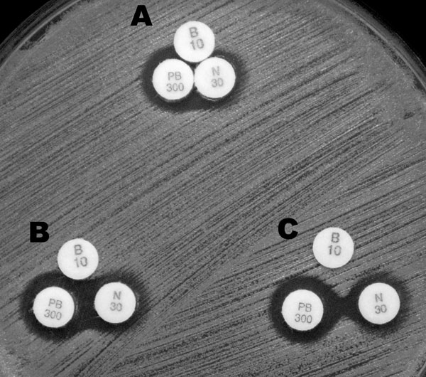 Double-disk synergy test with 3 disks, bacitracin (B10 disk), neomycin (N30 disk), or polymyxin B (PL-B, PB300 disk) was performed with USA300 strain ATCC BAA1717. Disks were placed at 6 mm (A), 9 mm (B), and 11 mm (C) distance from disk centers. Neomycin and PL-B were found to be weakly synergistic.