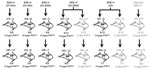 Thumbnail of Overview of transmission of BSE-H isolates in tg110 mice. Five different isolates were intracerebrally inoculated into groups of 6–12 mice per isolate. Survival times at different serial passages are indicated as mean ± SD days postinoculation. Molecular profiles exhibited in the brains of inoculated mice are indicated as H-type, C-type, or C-like PrPres, and proportion of mice showing each profile. Previously reported data on BSE-C transmission in these mice (36) are included here