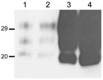 Thumbnail of Comparison of the amount of protease-resistant prion protein (PrPres) in brain sample from mouse inoculated with BSE-H (isolate 02-2695) showing either high-type (lane 1 and 2, first and second passages, respectively) or classical BSE–like PrPres molecular profile (lanes 3 and 4, first and second passages, respectively). Identical amounts of 10% brain homogenate were loaded in each lane. Western blot was shown with Sha31 monoclonal antibody. Values to the left indicate molecular mas