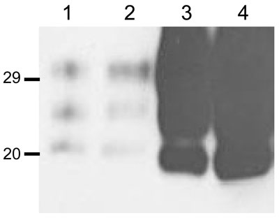 Comparison of the amount of protease-resistant prion protein (PrPres) in brain sample from mouse inoculated with BSE-H (isolate 02-2695) showing either high-type (lane 1 and 2, first and second passages, respectively) or classical BSE–like PrPres molecular profile (lanes 3 and 4, first and second passages, respectively). Identical amounts of 10% brain homogenate were loaded in each lane. Western blot was shown with Sha31 monoclonal antibody. Values to the left indicate molecular mass in kDa. BSE