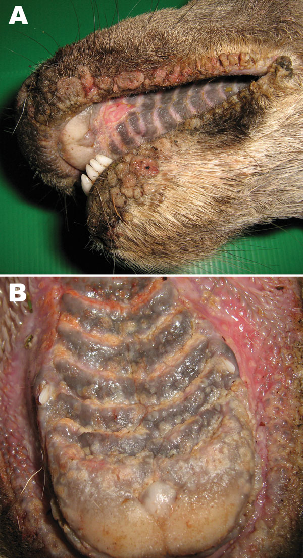 Papular stomatitis in a red deer. A) Proliferative lesions on the lips; B) erosions, vesicles, and ulcers in the mouth.