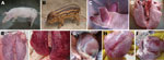Thumbnail of Experimental infection of domestic Duroc crossbred pigs and hybrid wild boars with porcine reproductive and respiratory syndrome virus isolate ZCYZ. A) Domestic Duroc crossbred pig (control) injected with Dulbecco minimal essential medium (DMEM), showing normal skin color. B) Hybrid wild boar (control) injected with DMEM, showing normal skin color. C) Red discoloration in ears of a domestic Duroc crossbred pig infected with ZCYZ). D) Normal pathologic appearance of lungs in a contro