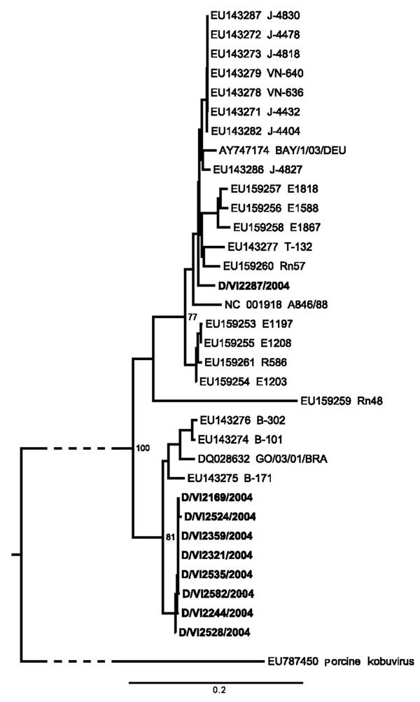 Neighbor-joining phylogeny of Aichi virus (AiV) viral protein 1 gene of strains from study of AiV in patients with acute diarrhea (boldface), Germany, compared with strains from GenBank. The tree was generated by using MEGA4 (www.megasoftware.net) using the maximum-composite likelihood nucleotide substitution model and complete deletion option. Porcine kobuvirus was used as an outgroup (branch truncated as indicated by slashed lines). Bootstrap values from 1,000 reiterations are depicted next to