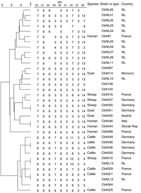 Phylogenetic tree with genotypes of Coxiella burnetii that are most closely related to the Dutch genotypes on the basis of 9 multilocus variable-number tandem-repeat analyses (MLVA). Genotypes are derived from the Multiple Loci VNTR Analysis databases for genotyping (http://minisatellites.u-psud.fr/MLVAnet/querypub1.php: Coxiella2007 [accessed 2011 Jan 11]). Repeats per locus are shown; open spots indicate missing values. NL, the Netherlands; Slovak Rep, Slovak Republic.