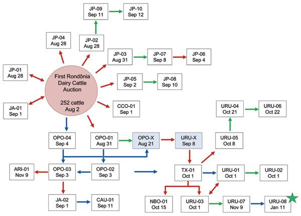 Spread of vaccinia virus Cantagalo (CTGV) strain infection and the epidemiologic links between affected farms in Rondônia, 2009. Two farms provided 252 cattle for the First Rondônia Dairy Cattle Auction (10°51′02.38′′S, 61°59′23.93′′W), which occurred in Ji-Paraná, Rondônia, on August 2, 2009. Eighty-one animals were sold to 6 farms; the remaining cattle were returned to their original owners. Dairy workers were hired as temporary workers for the pre-event period. Each farm affected by CTGV infe