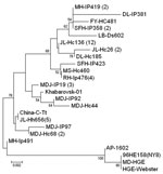 Thumbnail of Phylogenetic tree of Anaplasma phagocytophilum based on 348-bp the citrate synthase gene. The tree was calculated by neighbor-joining method using MEGA 3.0 software (8). Values of the bootstrap support of the particular branching calculated for 10,000 replicates are indicated at the nodes. The 18 variant sequences obtained in this study were designated by the sample site plus vector species and identification number. Scale bar indicates nucleotide substitutions per site. DL: Donglin