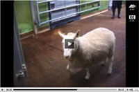 Thumbnail of This sheep has a tendency to sway excessively, which is particularly noticeable when it stops suddenly. Note the broad-based posture of the hind limbs when the sheep stands facing the gate.