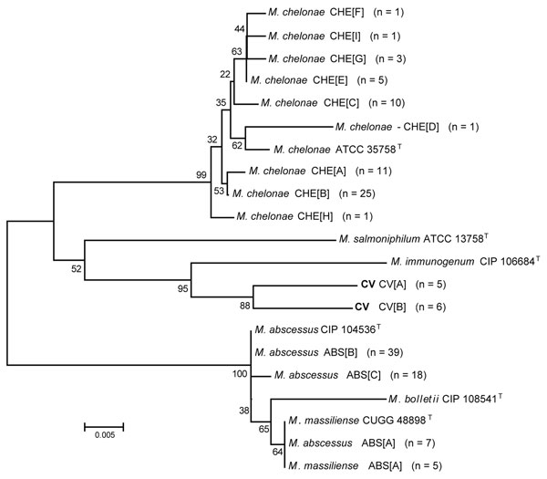 Neighbor-joining tree of a 426-bp region of unique sodA gene sequences of 138 clinical isolates and reference strains of the Mycobacterium chelonae-abscessus complex. Branch support is recorded at nodes as a percentage of 1,000 bootstrap iterations. Clinical isolates are labeled by the identification, followed by the sequevar group and the number of isolates. Scale bar indicates nucleotide substitutions per site. ATCC, American Type Culture Collection; CIP, Collection of Institute Pasteur; CV, M