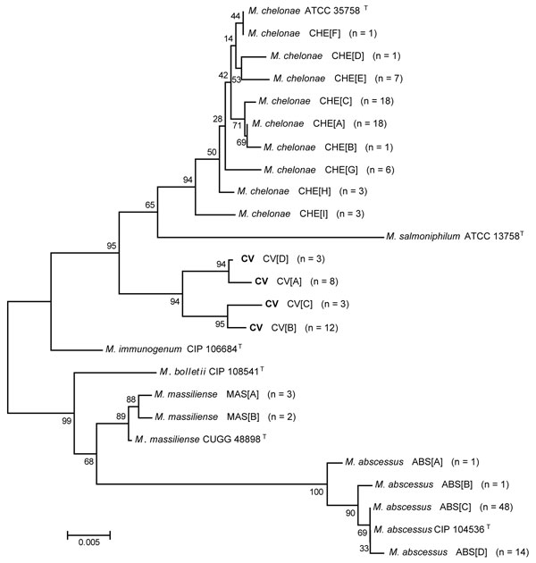 Neighbor-joining tree of a 676-bp region of unique rpoB gene sequences of 153 clinical isolates and reference strains of the Mycobacterium chelonae-abscessus complex. Branch support is recorded at nodes as a percentage of 1,000 bootstrap iterations. Clinical isolates are labeled by the identification, followed by the sequevar group and the number of isolates. Scale bar indicates nucleotide substitutions per site. ATCC, American Type Culture Collection; CV, M. chelonae variant; CIP, Collection of