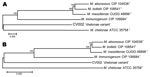 Thumbnail of Neighbor-joining tree of DNA (A) and amino acid (B) concatenated gene sequences of Mycobacterium chelonae variant (CV) isolates and reference strains of the M. chelonae-abscessus complex. Branch support is recorded at nodes as a percentage of 1,000 bootstrap iterations. Upper scale bar indicates nucleotide substitutions per site and lower scale bar indicates amino acid substitutions per site. CIP, Collection of Institute Pasteur; CCUG, Culture Collection, University of Göteborg, Swe