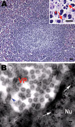 Thumbnail of Histologic changes in the spleen of sick Chinese giant salamanders (Andrias davidianus), People’s Republic of China, 2010. Electron microscopy shows virus particles in splenocytes. A) Hyperplasia of lymphoid nodules in the splenic white pulp. Inset: Some splenocytes contain nuclear debris (arrows) and macrophages (asterisk). Hematoxylin and eosin stain; scale bars = 80 μm. B) Electron microscopy image of viral particles in splenocytes. Many viral particles are cytoplasmic and appear