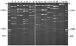 Thumbnail of Comparative restriction enzyme analysis of viral DNA extracted from the prototype human adenovirus (HAdV) 14 de Wit strain and the first detected HAdV-14 case isolated in Dublin, Ireland, November 2009. All odd-numbered lanes (e.g., 1, 3) contain the de Wit strain and all even-numbered lanes (e.g., 2, 4) contain the Dublin 2009 strain, with restriction enzyme digests as follows: lanes 1 and 2 with BamHI; lanes 3 and 4 with BclI; lanes 5 and 6 with BglII; lanes 7 and 8 with BstEII; l