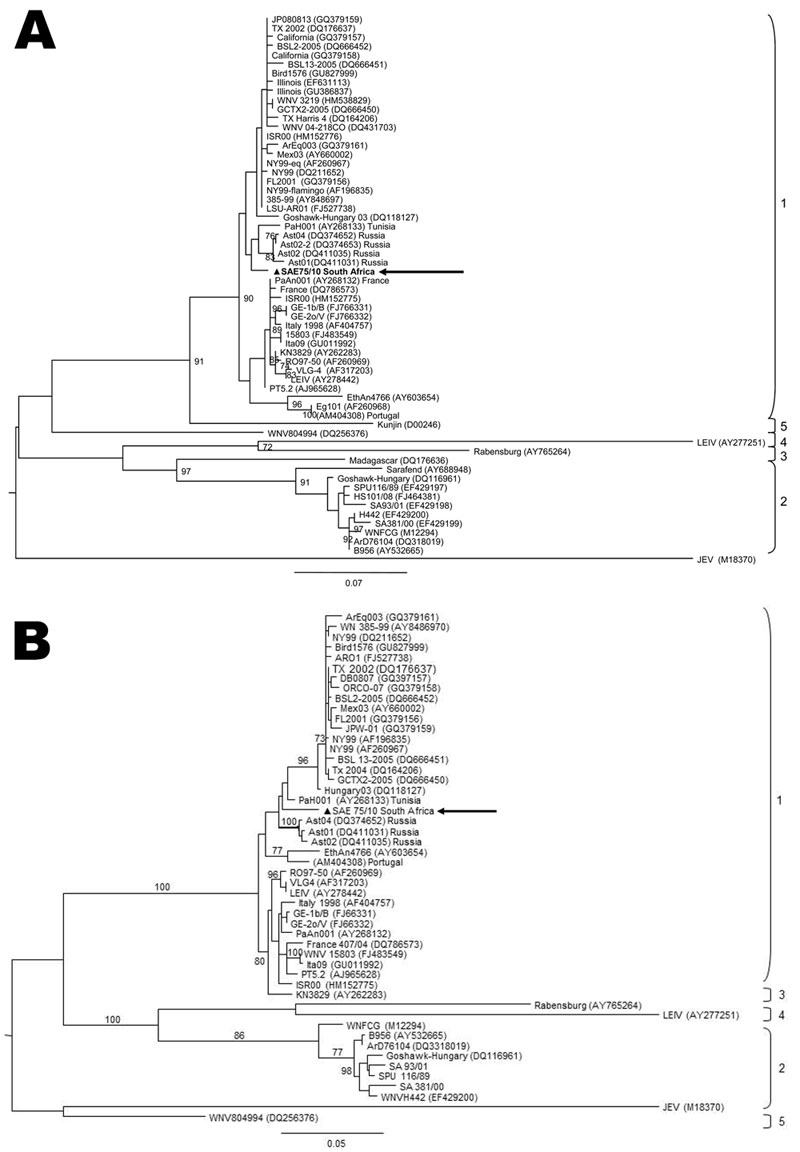 Maximum-likelihood comparison of a partial section of the E-protein gene (A) and NS5 gene (B) of West Nile virus (WNV) lineage 2 strains isolated in South Africa (SA) in 2010 from a mare with fatal neurologic disease and representative sequences of other WNV lineages from various regions of the world. The lineage 1 strain, SAE75/10, identified in South Africa is indicated by a triangle and arrow. Sequences were aligned with MAFFT version 6 (http://align.bmr.kyushu-u.ac.jp/mafft/software) and edi