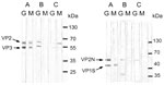 Thumbnail of Immunoglobulin (Ig) G and IgM immunoblots of 3 mothers for infection with parvovirus 4 (PARV4) (left) or parvovirus B19 (B19V) (right). Case-patient A was co-infected with PARV4 and B19V; case-patient B was the only mother who did not have IgM against PARV4; case-patient E had weak IgM against PARV4 viral protein (VP) 3 and IgM against B19V VP2N, which could not be seen after scanning. Molecular weights are ≈60 kDa for PARV4 VP2, 51 kDa for PARV4 VP3, 51 kDa for B19V VP2N, and 41 kD