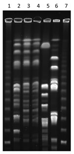 Thumbnail of Pulsed-field gel electrophoresis of Staphylococcus aureus. Isolates were digested with Cfr9I. Lanes 1 and 7, molecular mass ladder; lane 2, t034 sequence type (ST) 398 isolate from pig; lane 3, t571 ST398 nasal isolate from colonized childcare employee; lane 4, t571 ST398 throat isolate from colonized childcare employee; lanes 5 and 6, non-ST398 isolates (t2228 and t084, respectively) from 2 other childcare employees.