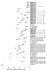 Thumbnail of Phylogenetic relationships of the Bartonella spp. genotypes based on partial sequences of the citrate synthase gene detected in bats from Guatemala, Kenya, United Kingdom, and some reference Bartonella spp. The phylogenetic tree was constructed by the neighbor-joining method, and bootstrap values were calculated with 1,000 replicates. A total of 21 Bartonella genotypes, forming 13 Bartonella phylogroups, were identified in the bats from Guatemala. Each genotype is indicated by its G